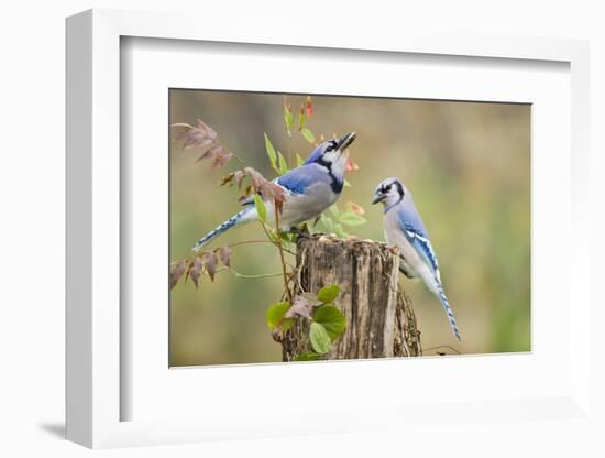 Blue jay (Cyanocitta cristata) adults on log with acorns, autumn, Texas-Larry Ditto-Framed Photographic Print