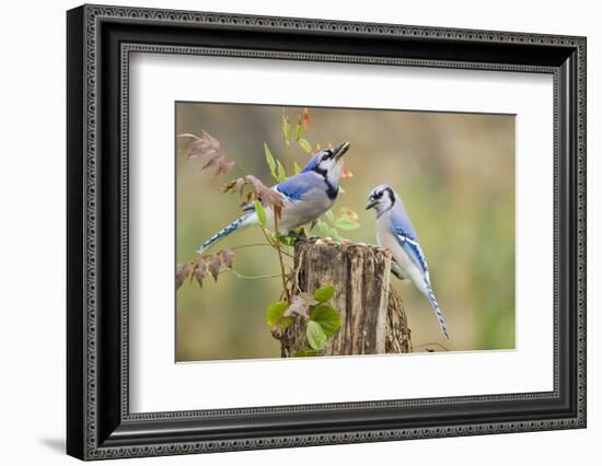 Blue jay (Cyanocitta cristata) adults on log with acorns, autumn, Texas-Larry Ditto-Framed Photographic Print