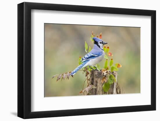 Blue jay (Cyanocitta cristata) adults on log with acorns, autumn, Texas-Larry Ditto-Framed Photographic Print