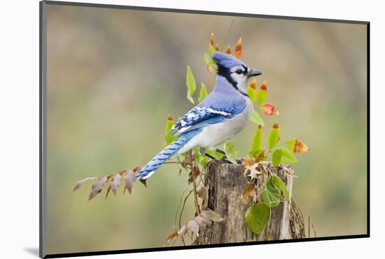 Blue jay (Cyanocitta cristata) adults on log with acorns, autumn, Texas-Larry Ditto-Mounted Photographic Print