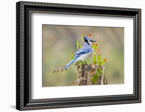 Blue jay (Cyanocitta cristata) adults on log with acorns, autumn, Texas-Larry Ditto-Framed Photographic Print