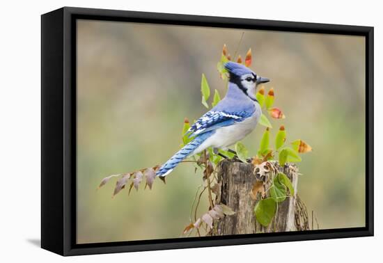 Blue jay (Cyanocitta cristata) adults on log with acorns, autumn, Texas-Larry Ditto-Framed Premier Image Canvas