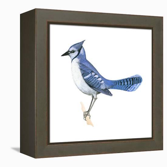 Blue Jay (Cyanocitta Cristata), Birds-Encyclopaedia Britannica-Framed Stretched Canvas