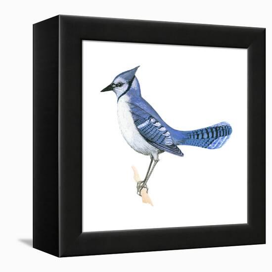 Blue Jay (Cyanocitta Cristata), Birds-Encyclopaedia Britannica-Framed Stretched Canvas