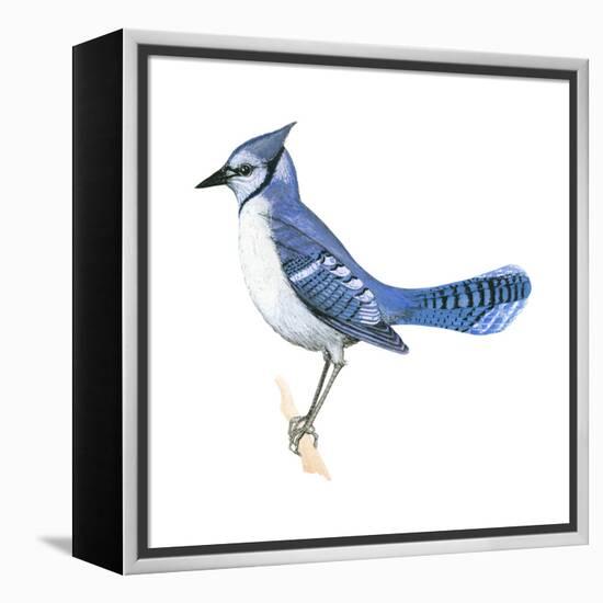 Blue Jay (Cyanocitta Cristata), Birds-Encyclopaedia Britannica-Framed Stretched Canvas