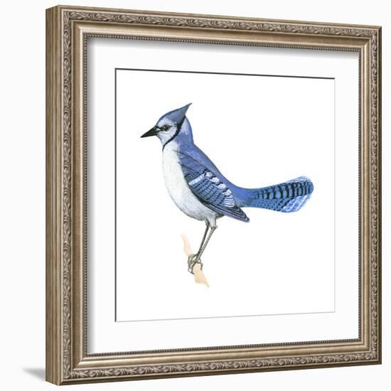 Blue Jay (Cyanocitta Cristata), Birds-Encyclopaedia Britannica-Framed Art Print