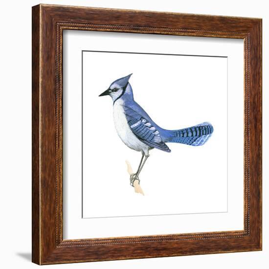 Blue Jay (Cyanocitta Cristata), Birds-Encyclopaedia Britannica-Framed Art Print