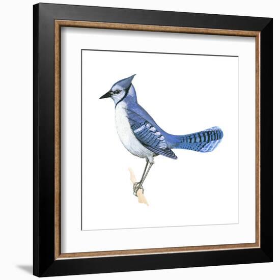 Blue Jay (Cyanocitta Cristata), Birds-Encyclopaedia Britannica-Framed Art Print