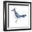 Blue Jay (Cyanocitta Cristata), Birds-Encyclopaedia Britannica-Framed Art Print