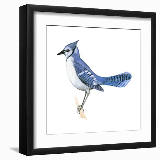 Blue Jay (Cyanocitta Cristata), Birds-Encyclopaedia Britannica-Framed Art Print