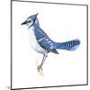 Blue Jay (Cyanocitta Cristata), Birds-Encyclopaedia Britannica-Mounted Art Print