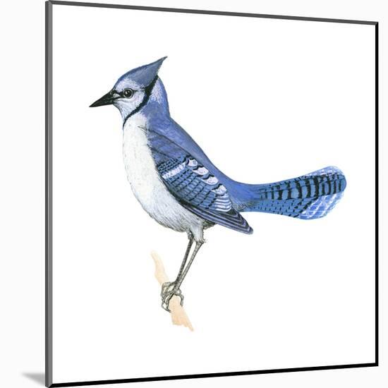 Blue Jay (Cyanocitta Cristata), Birds-Encyclopaedia Britannica-Mounted Art Print