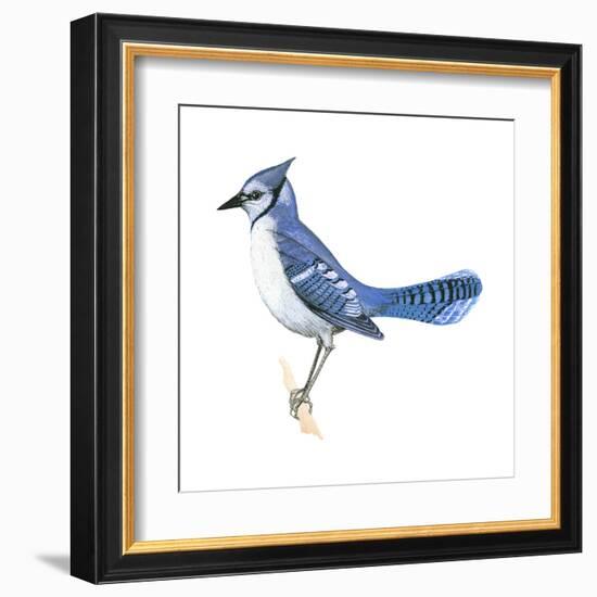 Blue Jay (Cyanocitta Cristata), Birds-Encyclopaedia Britannica-Framed Art Print