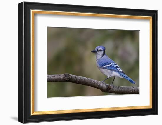 Blue jay in autumn, Kentucky-Adam Jones-Framed Photographic Print