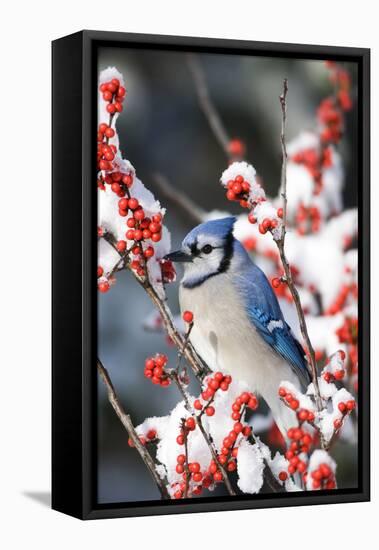 Blue Jay in Common Winterberry in Winter, Marion Co. IL-Richard and Susan Day-Framed Premier Image Canvas