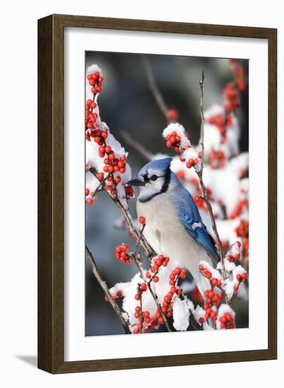 Blue Jay in Common Winterberry in Winter, Marion Co. IL-Richard and Susan Day-Framed Photographic Print