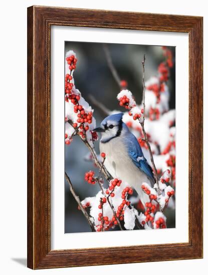 Blue Jay in Common Winterberry in Winter, Marion Co. IL-Richard and Susan Day-Framed Photographic Print