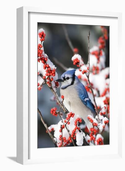 Blue Jay in Common Winterberry in Winter, Marion Co. IL-Richard and Susan Day-Framed Photographic Print