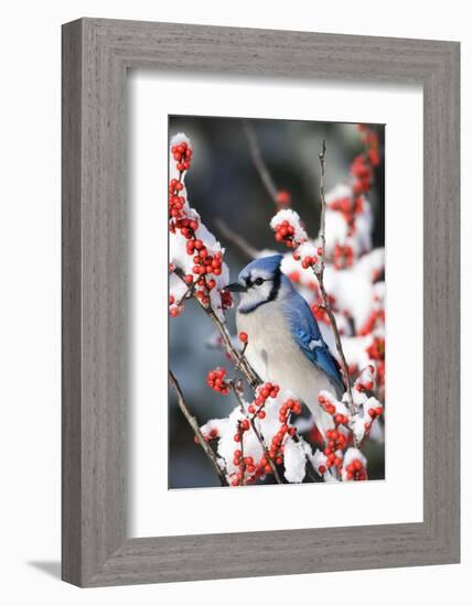 Blue Jay in Common Winterberry in Winter, Marion Co. IL-Richard and Susan Day-Framed Photographic Print