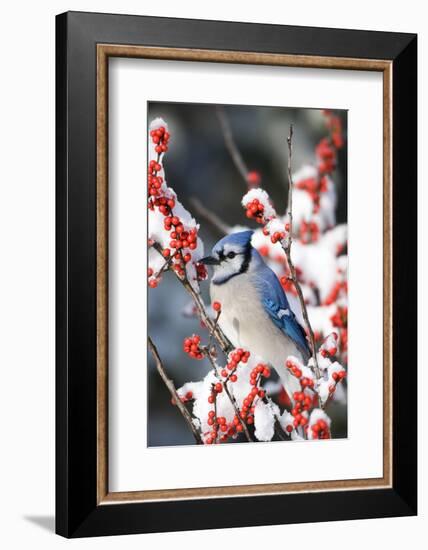 Blue Jay in Common Winterberry in Winter, Marion Co. IL-Richard and Susan Day-Framed Photographic Print