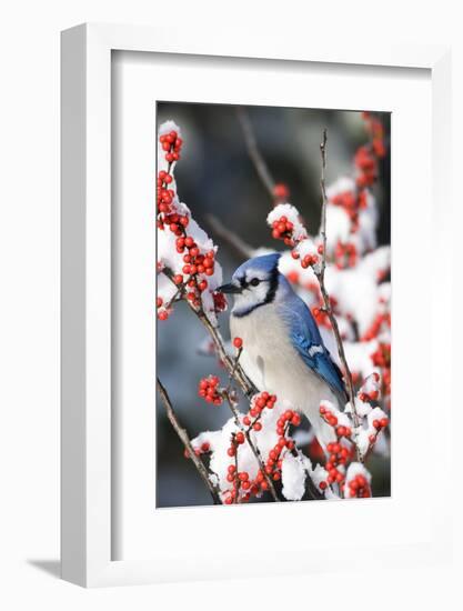 Blue Jay in Common Winterberry in Winter, Marion Co. IL-Richard and Susan Day-Framed Photographic Print