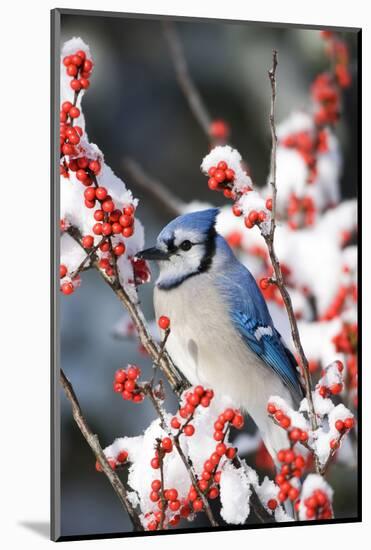 Blue Jay in Common Winterberry in Winter, Marion Co. IL-Richard and Susan Day-Mounted Photographic Print