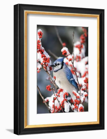 Blue Jay in Common Winterberry in Winter, Marion Co. IL-Richard and Susan Day-Framed Photographic Print