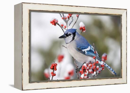 Blue Jay in Common Winterberry in Winter, Marion, Illinois, Usa-Richard ans Susan Day-Framed Premier Image Canvas