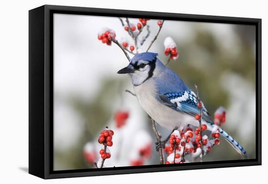 Blue Jay in Common Winterberry in Winter, Marion, Illinois, Usa-Richard ans Susan Day-Framed Premier Image Canvas