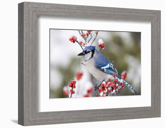 Blue Jay in Common Winterberry in Winter, Marion, Illinois, Usa-Richard ans Susan Day-Framed Photographic Print