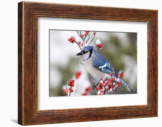 Blue Jay in Common Winterberry in Winter, Marion, Illinois, Usa-Richard ans Susan Day-Framed Photographic Print