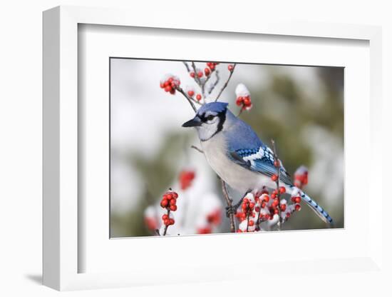 Blue Jay in Common Winterberry in Winter, Marion, Illinois, Usa-Richard ans Susan Day-Framed Photographic Print