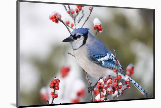 Blue Jay in Common Winterberry in Winter, Marion, Illinois, Usa-Richard ans Susan Day-Mounted Photographic Print