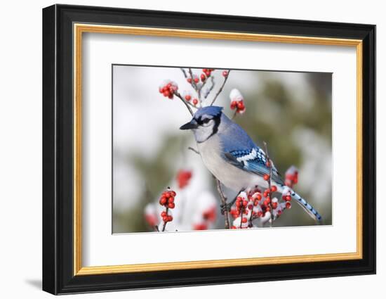 Blue Jay in Common Winterberry in Winter, Marion, Illinois, Usa-Richard ans Susan Day-Framed Photographic Print