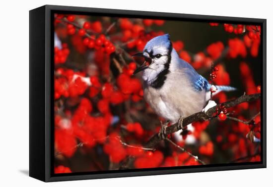 Blue Jay in Common Winterberry Squawking in Winter, Marion County, Illinois-Richard and Susan Day-Framed Premier Image Canvas