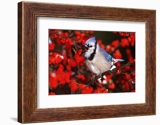 Blue Jay in Common Winterberry Squawking in Winter, Marion County, Illinois-Richard and Susan Day-Framed Photographic Print