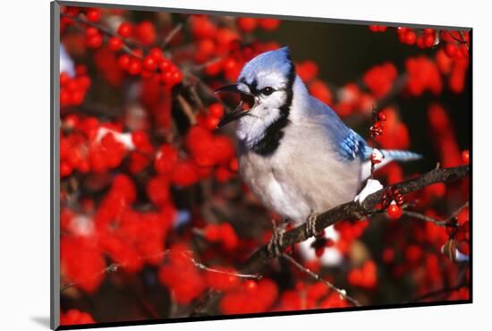 Blue Jay in Common Winterberry Squawking in Winter, Marion County, Illinois-Richard and Susan Day-Mounted Photographic Print