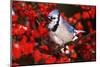 Blue Jay in Common Winterberry Squawking in Winter, Marion County, Illinois-Richard and Susan Day-Mounted Photographic Print