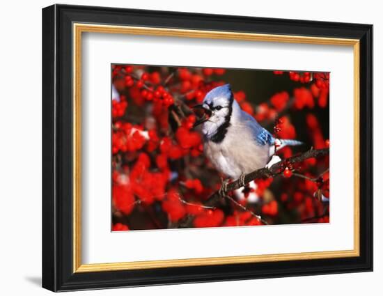 Blue Jay in Common Winterberry Squawking in Winter, Marion County, Illinois-Richard and Susan Day-Framed Photographic Print