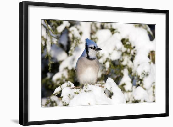 Blue Jay in Keteleeri Juniper in Winter, Marion, Illinois, Usa-Richard ans Susan Day-Framed Photographic Print