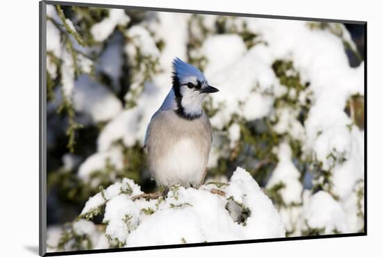 Blue Jay in Keteleeri Juniper in Winter, Marion, Illinois, Usa-Richard ans Susan Day-Mounted Photographic Print