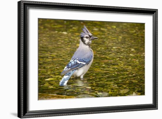 Blue Jay in Midst of Bathing, Illinois-Rob Sheppard-Framed Photographic Print