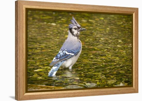 Blue Jay in Midst of Bathing, Illinois-Rob Sheppard-Framed Premier Image Canvas