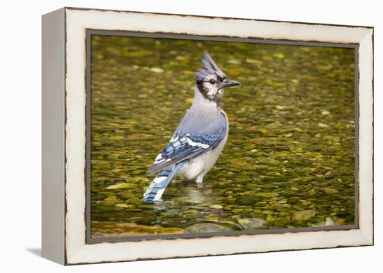 Blue Jay in Midst of Bathing, Illinois-Rob Sheppard-Framed Premier Image Canvas
