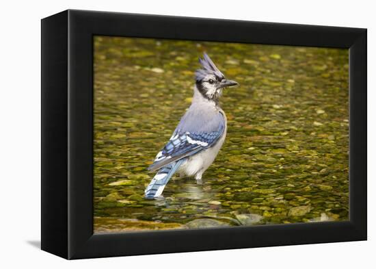 Blue Jay in Midst of Bathing, Illinois-Rob Sheppard-Framed Premier Image Canvas