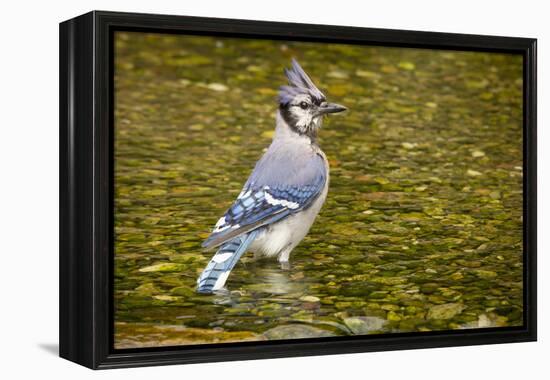 Blue Jay in Midst of Bathing, Illinois-Rob Sheppard-Framed Premier Image Canvas