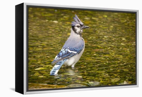 Blue Jay in Midst of Bathing, Illinois-Rob Sheppard-Framed Premier Image Canvas