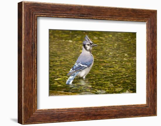 Blue Jay in Midst of Bathing, Illinois-Rob Sheppard-Framed Photographic Print