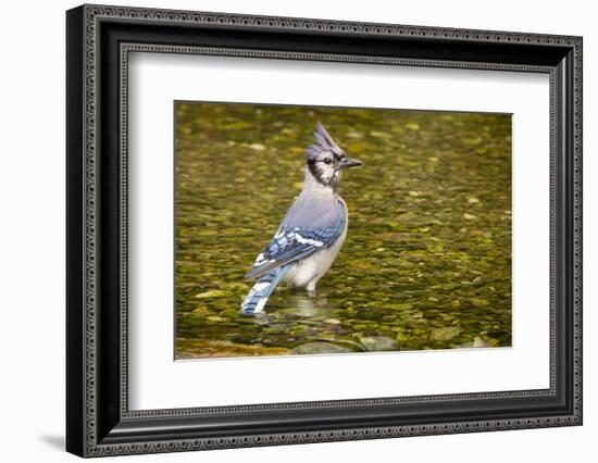 Blue Jay in Midst of Bathing, Illinois-Rob Sheppard-Framed Photographic Print