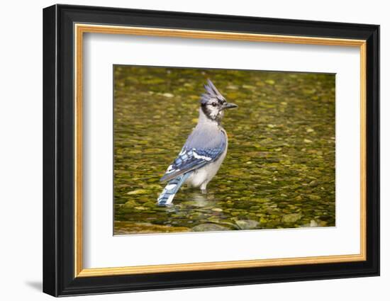 Blue Jay in Midst of Bathing, Illinois-Rob Sheppard-Framed Photographic Print